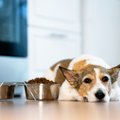 犬が『怪我』をした…