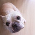 犬が飼い主の前でか…