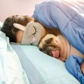 『愛犬が出てくる夢…
