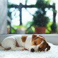 犬が『体を丸めて眠…