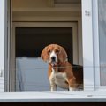 犬を賃貸で飼えない…
