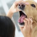 犬が食べ物を喉に詰…