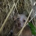 うずくまる小さな犬…