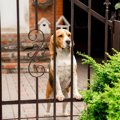 犬の飼い主が他人に…