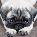 犬が『辛い』と感じ…