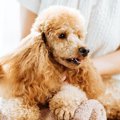 犬にとってNGなアロ…