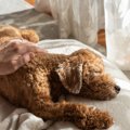 老犬から変わったニ…
