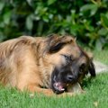 犬が牛や豚のヒヅメ…