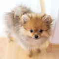 子犬が突然死するの…