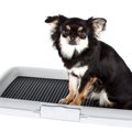 犬が『おしっこ』を…