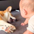 赤ちゃんに大きな声…