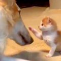 赤ちゃん子猫と大型…