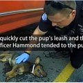 悲惨！！犬が車に宙…