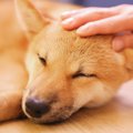 犬が喜ぶ『撫で方』6…