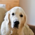 愛犬を褒めても喜ん…