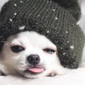 犬との関係を崩して…