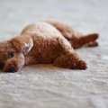 犬が死んだフリをす…