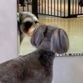 犬をトリミングに連…