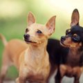 犬が上を向く３つの…