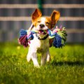犬が『飼い主さん大…