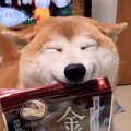 犬が『おやつ食べた…