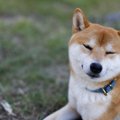 犬が座ったまま寝る…