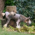 オス犬のマーキング…