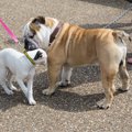 犬の散歩中に他の犬…