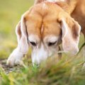 犬がニオイを嗅ぐ心…