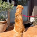 大型犬が『動物病院…