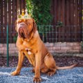犬が自信をもってい…