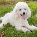 抜け毛が少ない犬種…