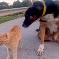 『野良犬のことが大…
