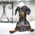 犬が怪我している時…