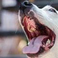 犬から飼い主にうつ…