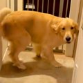 宅配のお兄さんに撫…