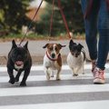 犬がしている『賢い…