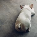 犬のテンションを下…