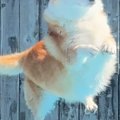 『何の生き物か分か…