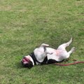 犬が体をくねくねす…