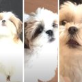 愛犬の鳴き声は『0歳…