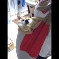 ゲリラ豪雨でパニッ…