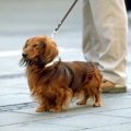 飼い犬が人を噛んだ…