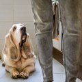 犬を幻滅させる『飼…