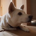 痛くないの？犬が前…