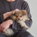 『傷つきやすい犬』…
