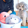 犬が『一番好きなぬ…