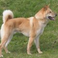 【獣医師監修】珍島…