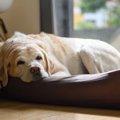 老犬を長時間留守番…
