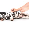 人間とは違う犬の消…